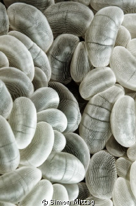 Coral Polyp macro shot, edited for structure and colors. by Simon Mittag 